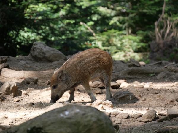A wild piglet sniffing the ground in search of food.