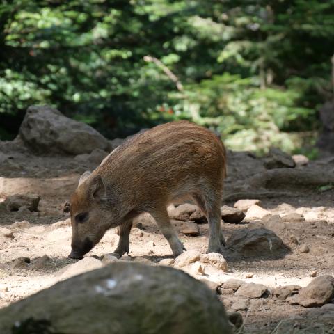 A wild piglet sniffing the ground in search of food.