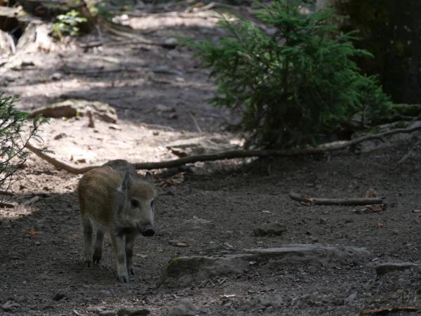 A small wild piglet walking carefully on a rocky forest path.