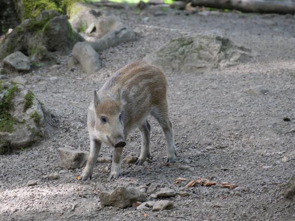 A young wild pig with light brown fur foraging on the forest floor.