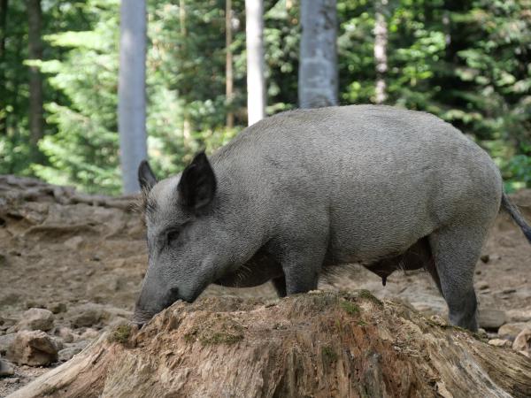 A side view of a wild pig standing on a forest stump, surrounded by trees.