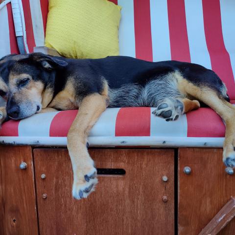 A dog lying down on a striped cushion, taking a restful nap.
