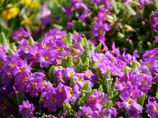 Ein Beet aus leuchtend lila Blumen mit grünem Laub, das im Sonnenlicht badet.