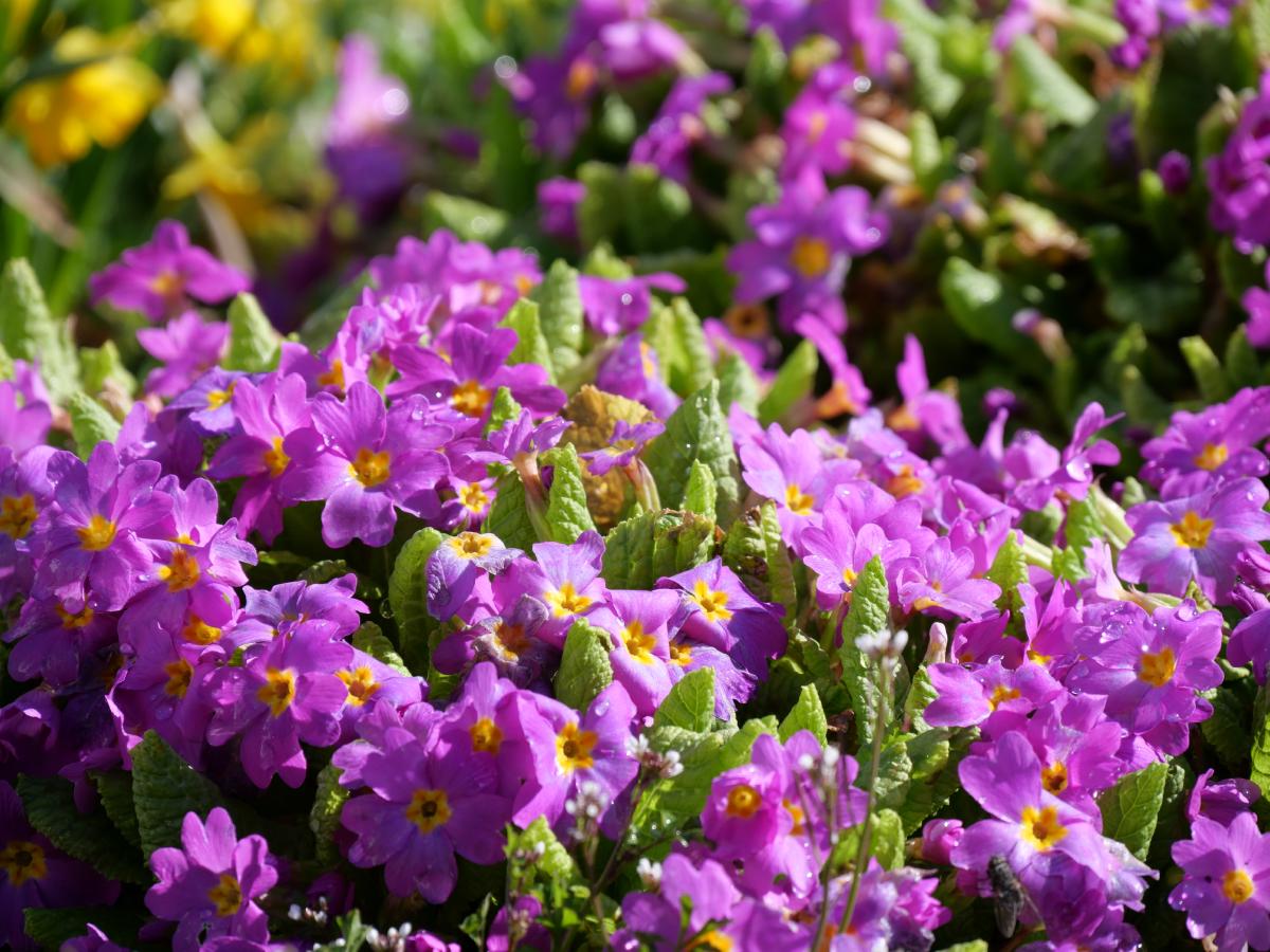 Ein Beet aus leuchtend lila Blumen mit grünem Laub, das im Sonnenlicht badet.