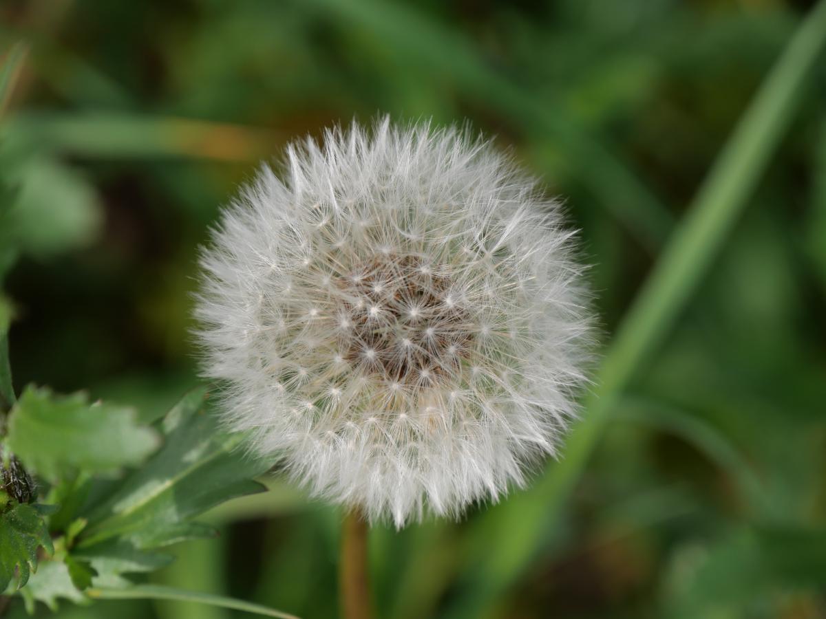 Eine detaillierte Nahaufnahme des Samenstandes einer Pusteblume, mit ihren filigranen Mustern aus Samen, die bereit sind, sich zu verbreiten.
