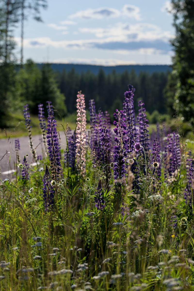 Einige schöne lila Blumen neben einer freien schwedischen Straße.