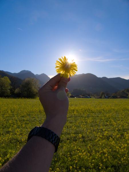 Ich halte eine gelbe Blume gegen die Sonne, im Hintergrund die bayerischen Berge.