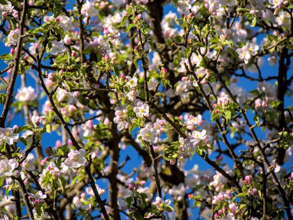 Einige Blüten an einem Baum, vom Boden aus gegen den blauen Himmel fotografiert.