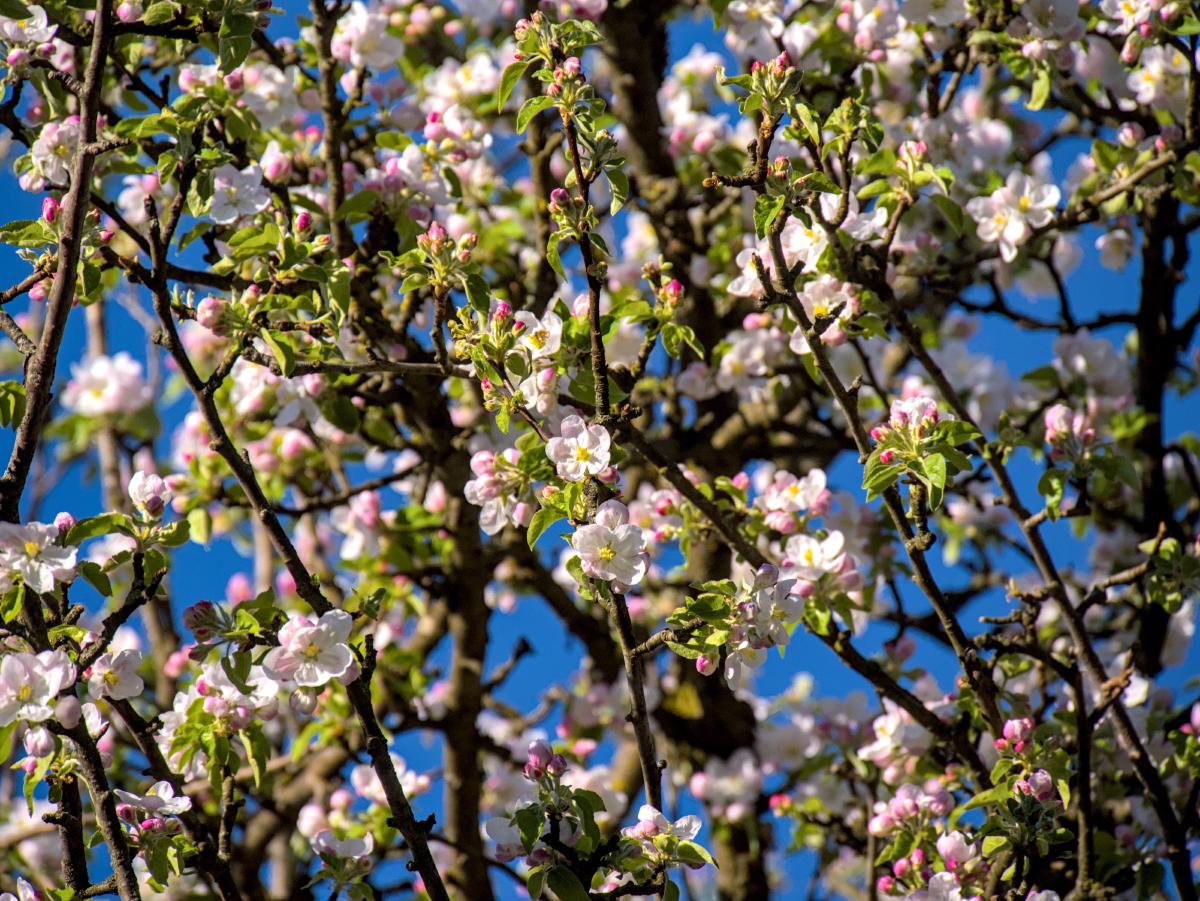Några blommor på ett träd, fotograferade nedifrån mot den blå himlen.