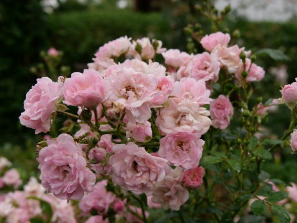 Rosa Rosen mit Regentropfen auf den Blütenblättern, dicht beieinander, mit nassen grünen Blättern im Hintergrund.