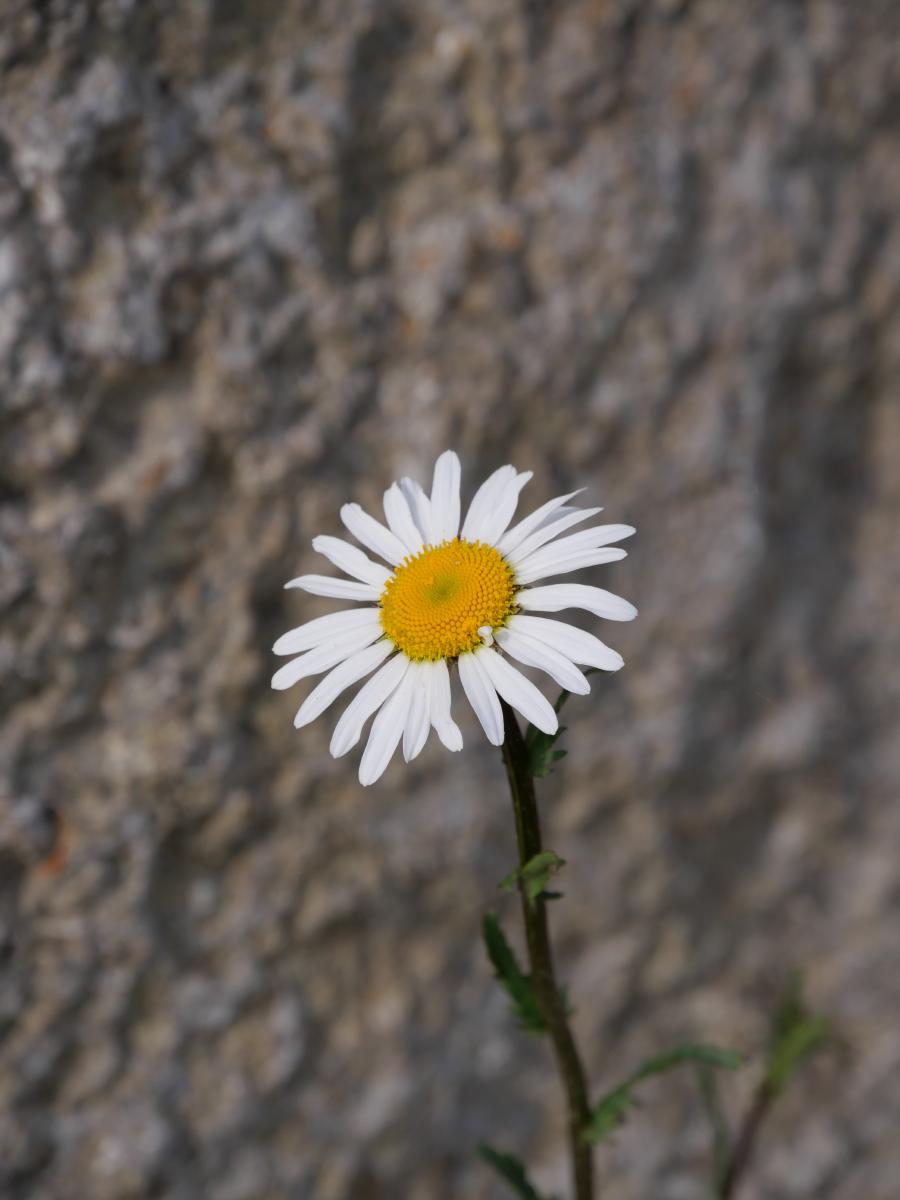 Eine einzelne weiße Margerite mit leuchtend gelber Mitte vor einem felsigen Hintergrund.