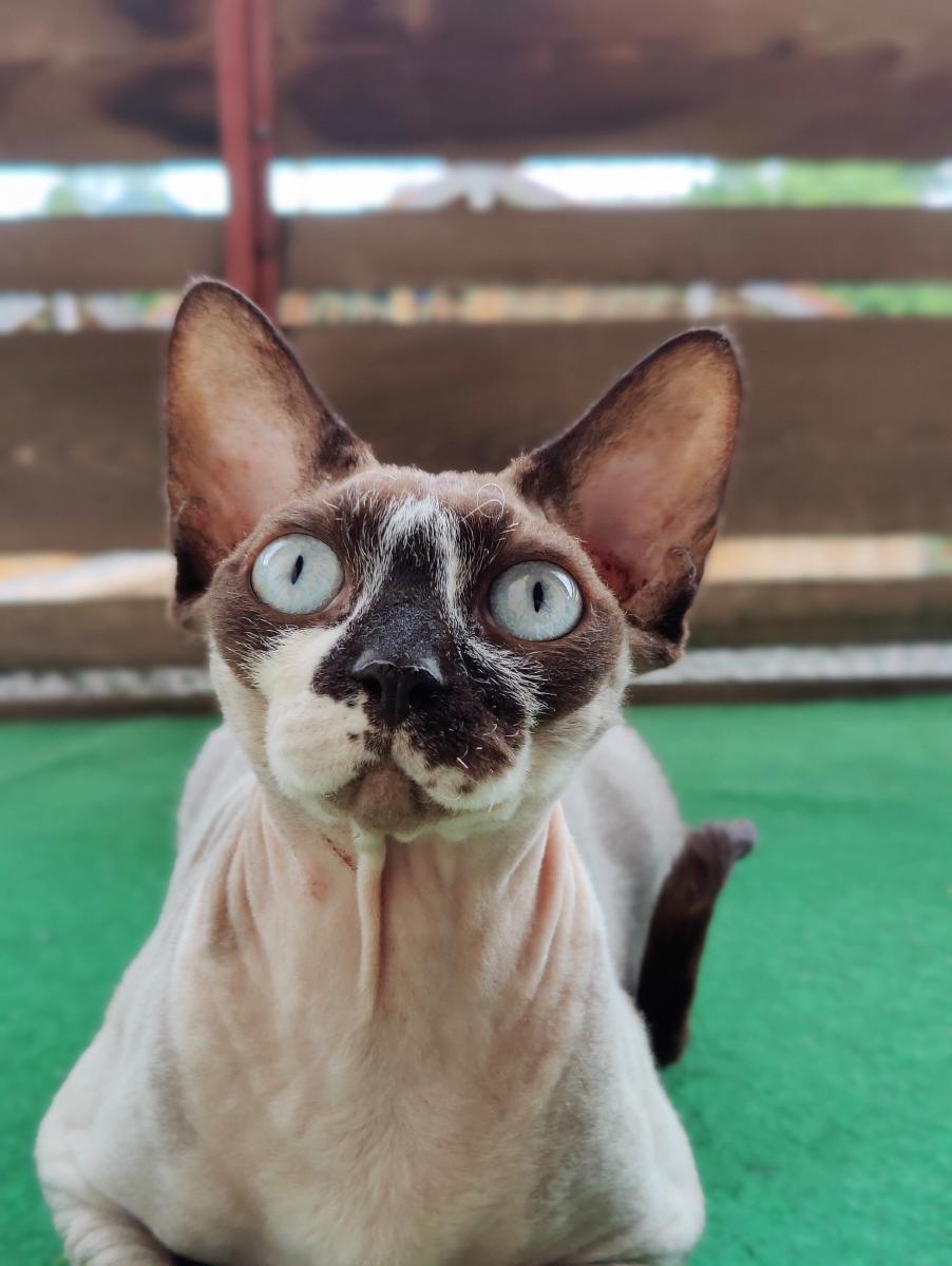 Eine haarlose Katze mit großen Ohren und hellblauen Augen blickt direkt nach oben in die Kamera. Sie sitzt auf grünem Kunstrasen vor einem Holzzaun.