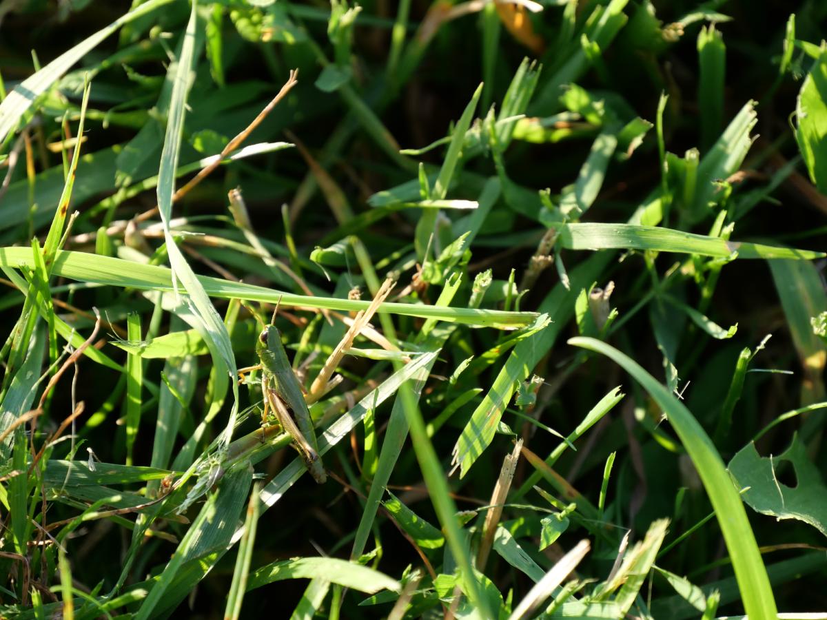 A green and brown grasshopper sits among tangled blades of grass, almost invisible against the mown meadow around it.