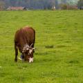 Alone on the Field - Cow in the Autumn Valley