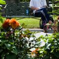 Among Iron Ferns - A Summer Pause on a Stockholm Park Bench