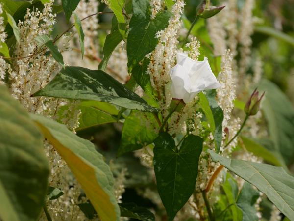 Weiße Blüten inmitten eines Büschels grüner Blätter, die die Details der Pflanzenstruktur zeigen.
