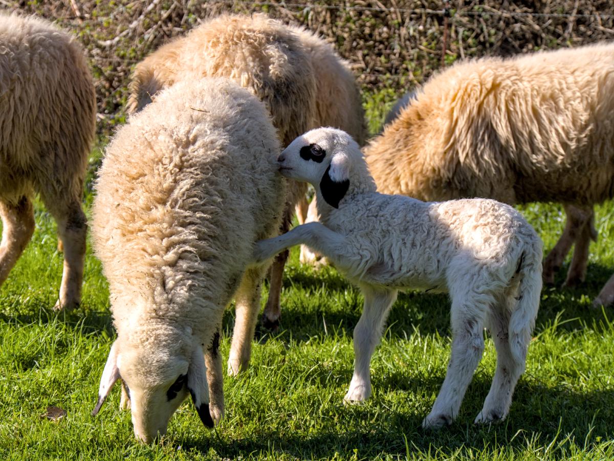 Ein Lamm bei seiner Mutter, das Aufmerksamkeit braucht.