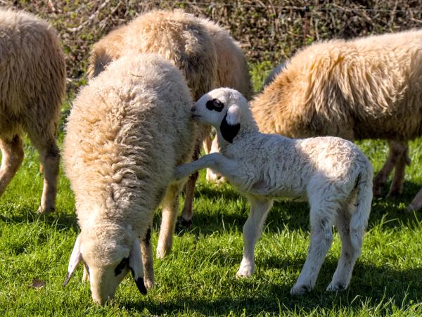 Ein Lamm bei seiner Mutter, das Aufmerksamkeit braucht.