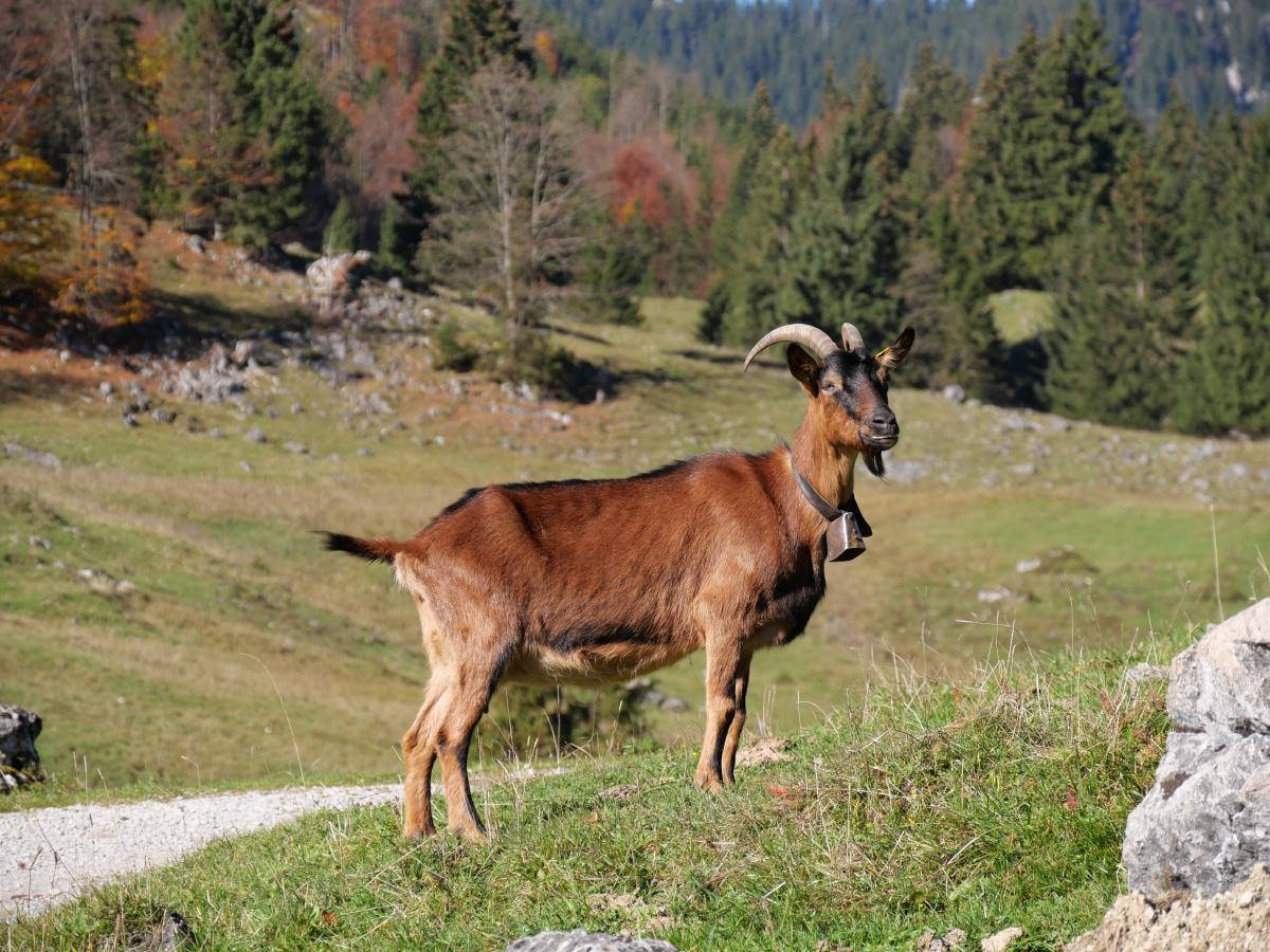 Eine Ziege, die auf einem Stück Gras in den Bergen steht / posiert.