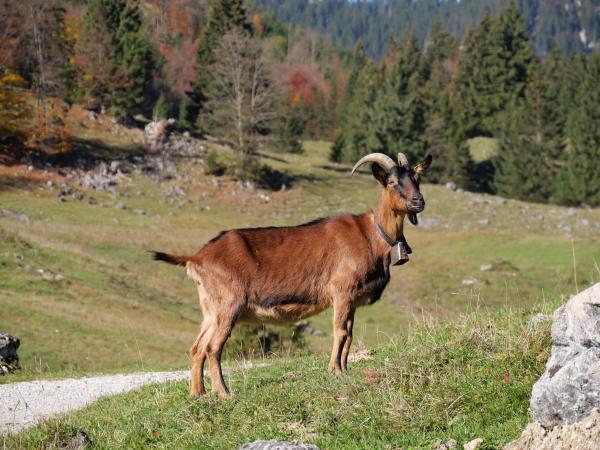 Eine Ziege, die auf einem Stück Gras in den Bergen steht / posiert.