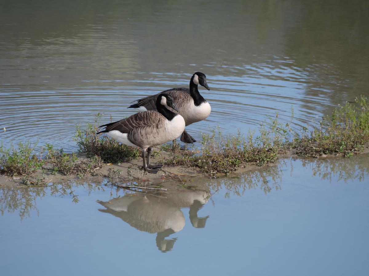 Ein paar Gänse, die auf einer kleinen Sandbank in einem Fluss sitzen.