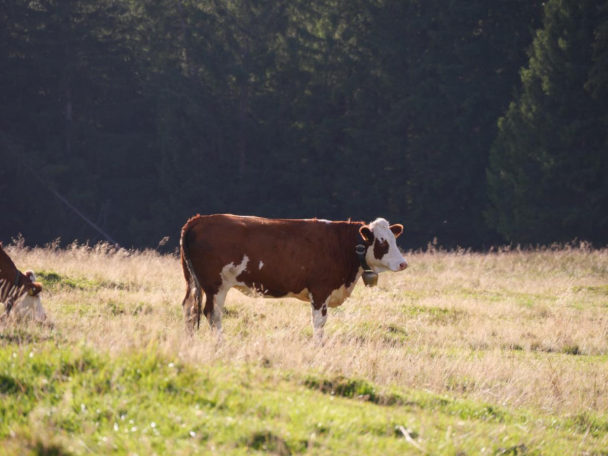 Eine braune Kuh in den bayerischen Alpen.