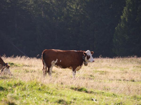 Eine braune Kuh in den bayerischen Alpen.