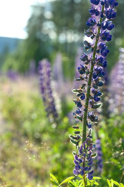 Eine lila Wildblume vor einem Wald im Hintergrund. Der Hintergrund ist stark unscharf.