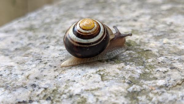 Eine Nahaufnahme einer Schnecke, die sich langsam über eine raue Steinoberfläche bewegt.