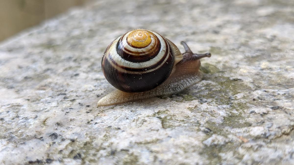 Eine Nahaufnahme einer Schnecke, die sich langsam über eine raue Steinoberfläche bewegt.