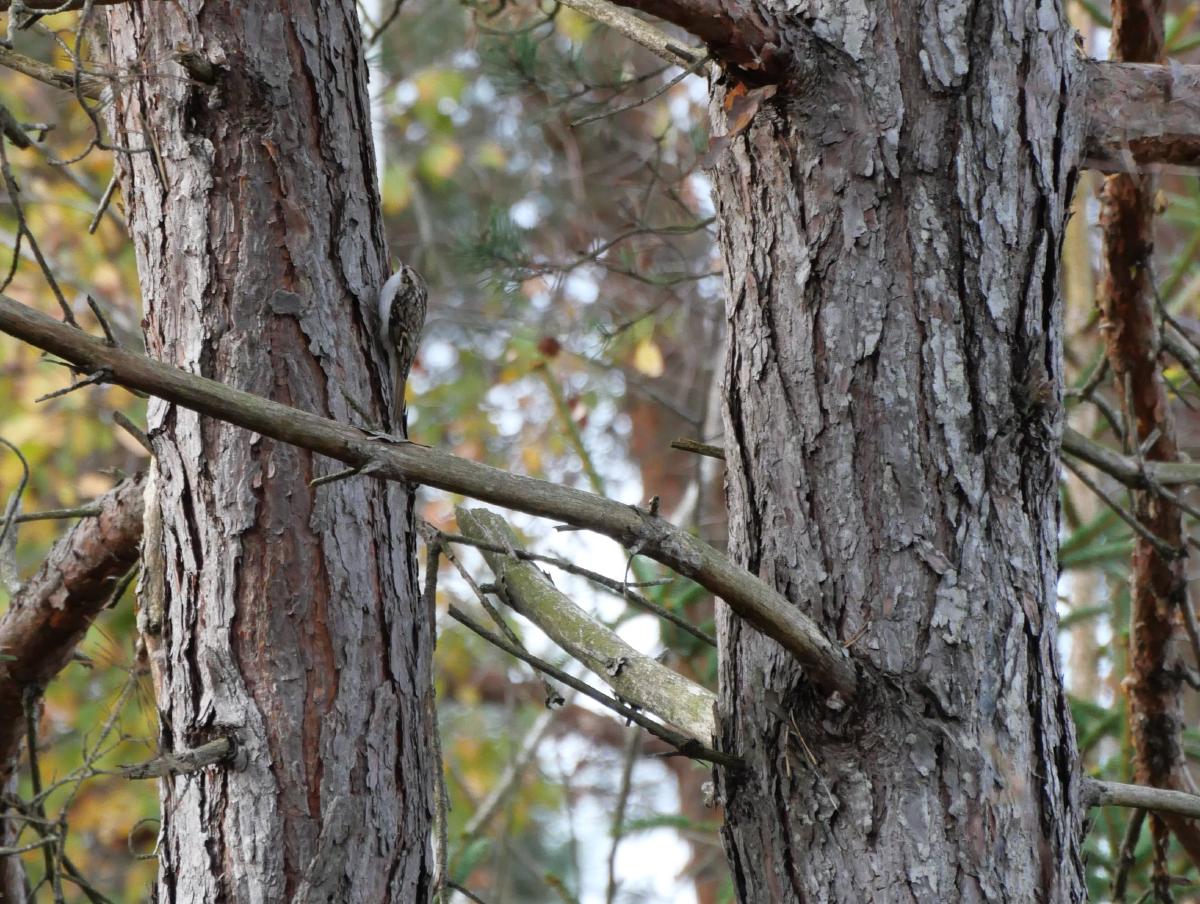 Ein kleiner brauner Vogel auf einem Baum.