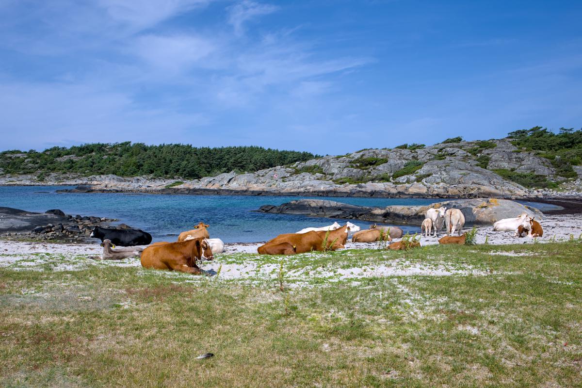 Zu sehen ist die schwedische Westküste mit einem felsigen Strand. Neben diesem felsigen Strand gibt es auch einen Sandstrand. An diesem Sandstrand liegen mehrere Kühe. WTF XD