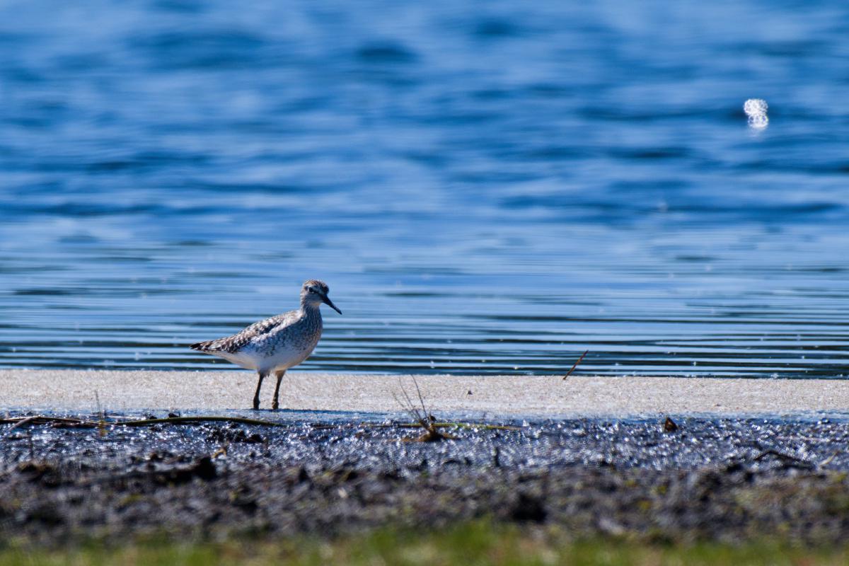 Ein Bruchwasserläufer steht auf einem schmalen Streifen hellen Sandes zwischen dunklem Moorschlamm und tiefblauem Wasser. Der kleine Watvogel hat braune, stark gesprenkelte Oberseiten, einen weißen Bauch, einen hellen Überaugenstreif und einen geraden dunklen Schnabel; er ist im Profil nach rechts gewandt zu sehen.