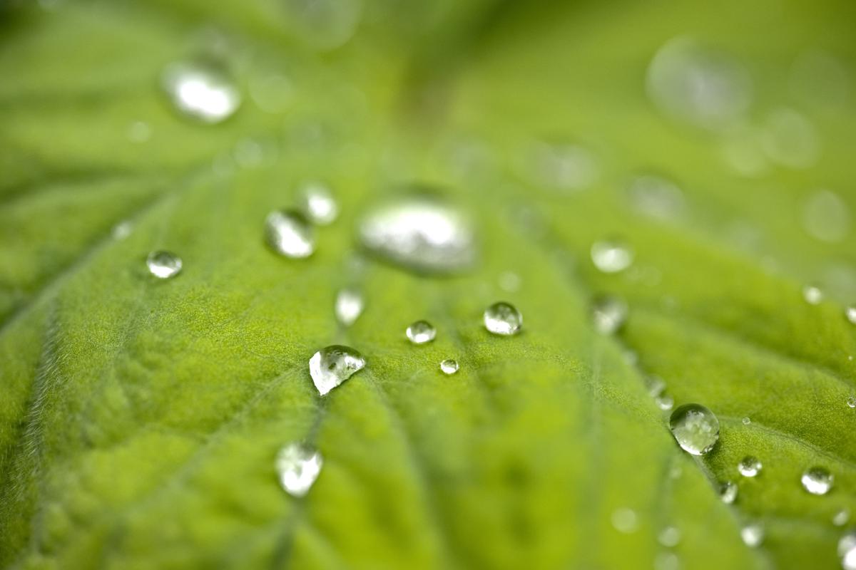 Ein Blatt mit einigen Wassertropfen darauf.