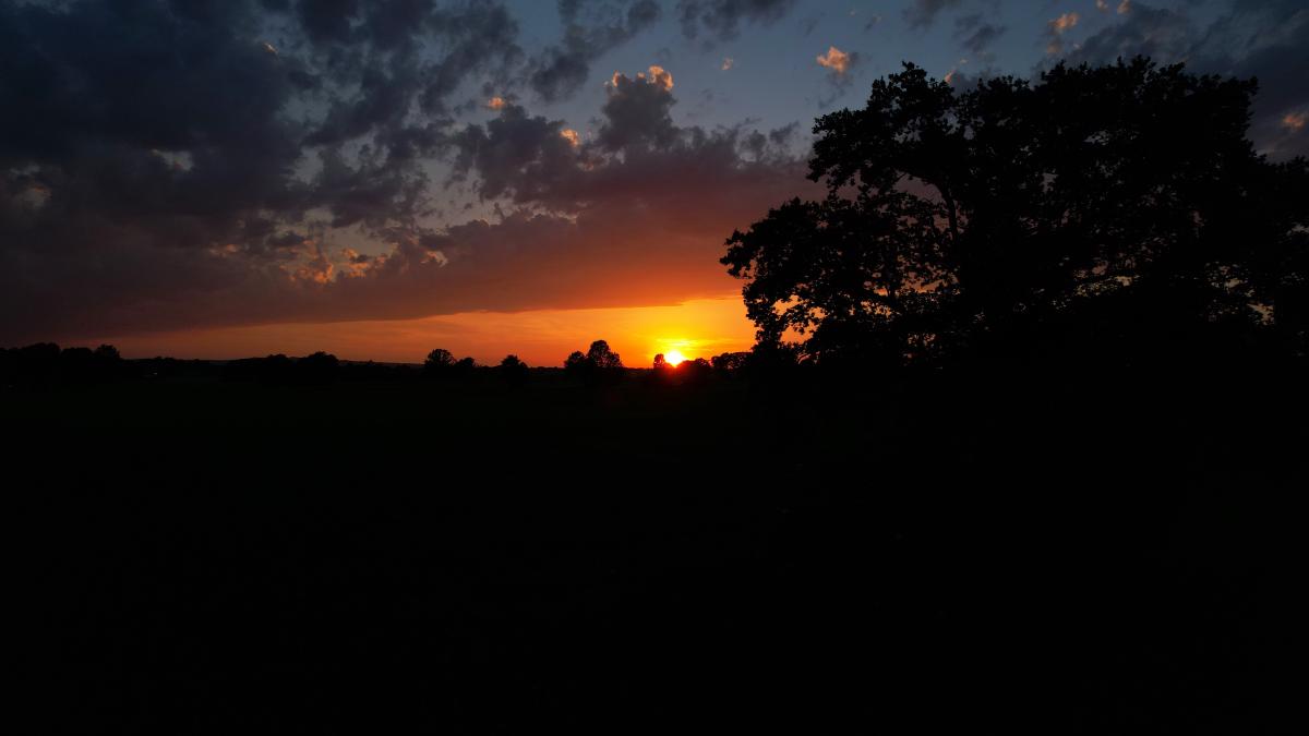 Die Sonne geht hinter der Silhouette einer großen Eiche am Feldrand unter, ihr oranges Licht breitet sich unter einer dunklen Wolkenbank am Horizont aus.
