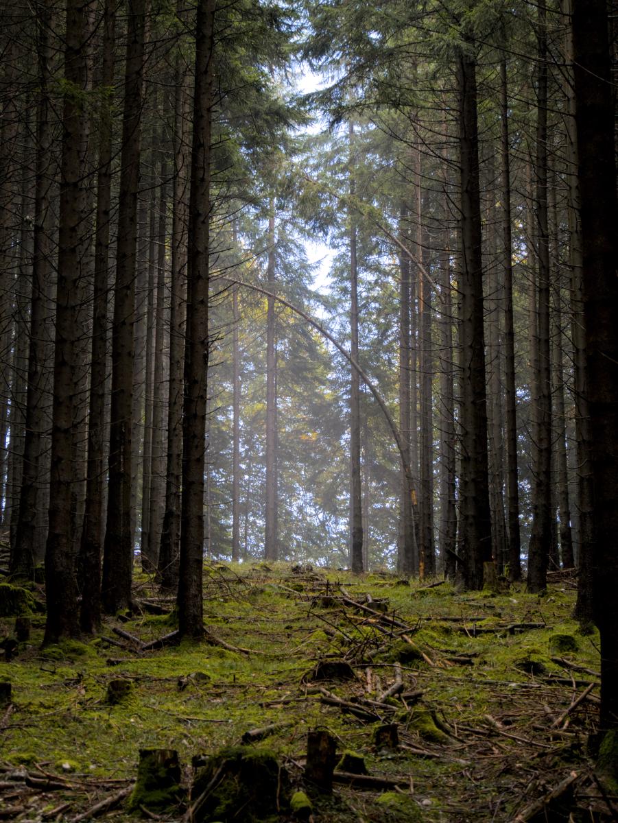 Eine neblige Szene im Wald.