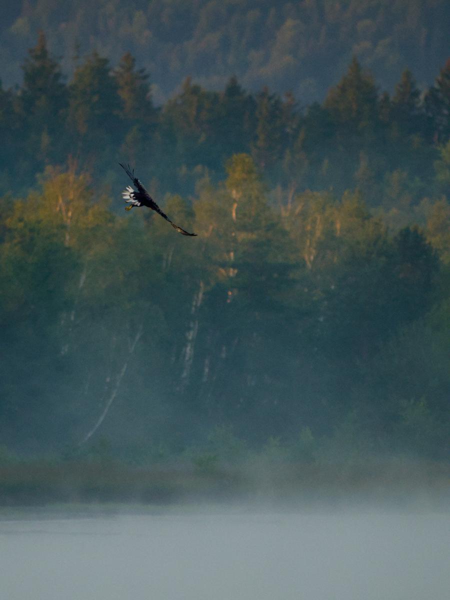 Ein Seeadler gleitet tief durch treibenden Nebel über einem Moorsee, die Flügel ausgebreitet und den Kopf zum Wasser hinabgewandt. Hinter ihm verlieren sich gestaffelte Reihen von Fichten und Birken im blaugrauen Dunst, während die frühe Morgensonne die Wipfel einiger Bäume streift.