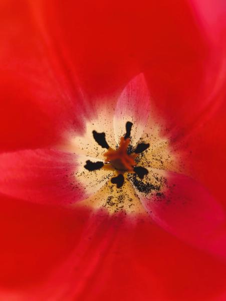 Nahaufnahme in das Innere einer tiefroten Tulpe, mit Fokus auf Staubgefäße und Pollen vor leuchtend rotem Hintergrund.