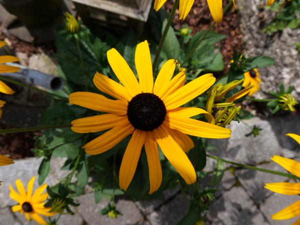 Leuchtend gelbe Blumen mit großen Blütenblättern in voller Blüte in einem Garten.
