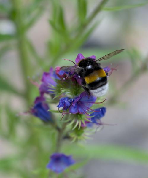 Eine lebhafte Hummel, die auf einer lila Blume sitzt.