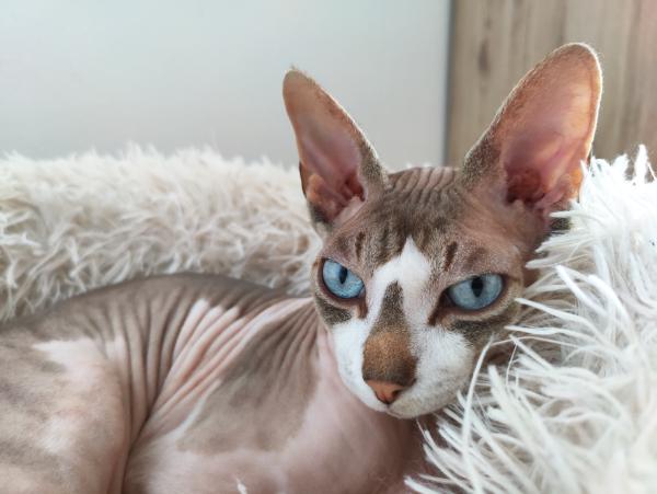 Eine majestätische Sphynx-Katze mit durchdringend blauen Augen und königlicher Haltung.
