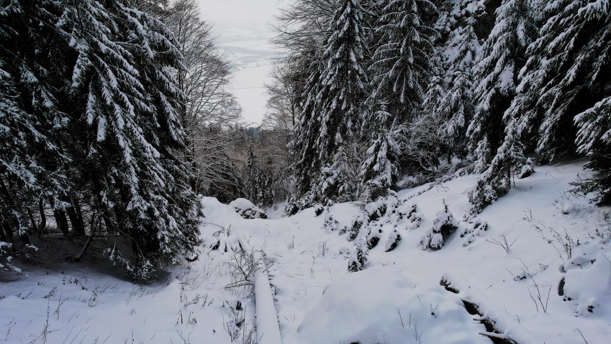 Tungt snötyngda granar lutar in från båda sidor av en skogsväg, med grenarna djupt böjda över den orörda djupsnön.