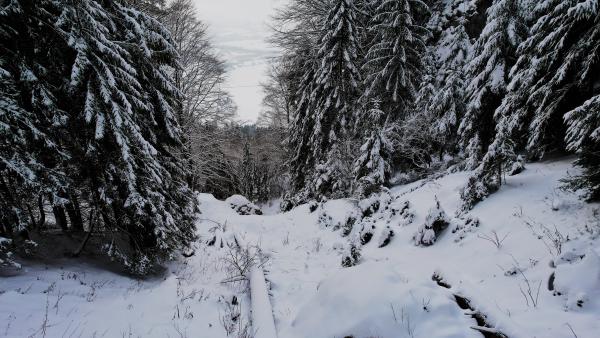 Tungt snötyngda granar lutar in från båda sidor av en skogsväg, med grenarna djupt böjda över den orörda djupsnön.