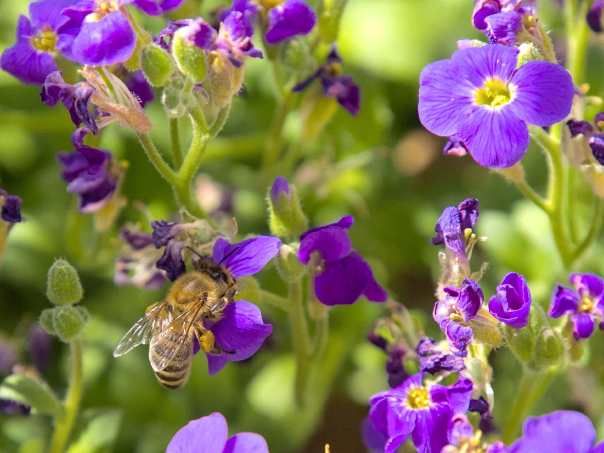 Eine Biene, die in einigen lila Blumen sitzt. Im Hintergrund ist etwas Grün zu sehen.