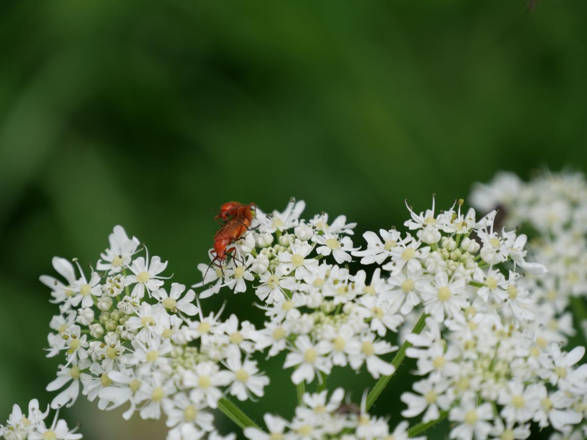 Zwei rote Insekten bei der Paarung auf einer Dolde kleiner weißer Blüten, vor einem grünen, unscharfen Hintergrund.