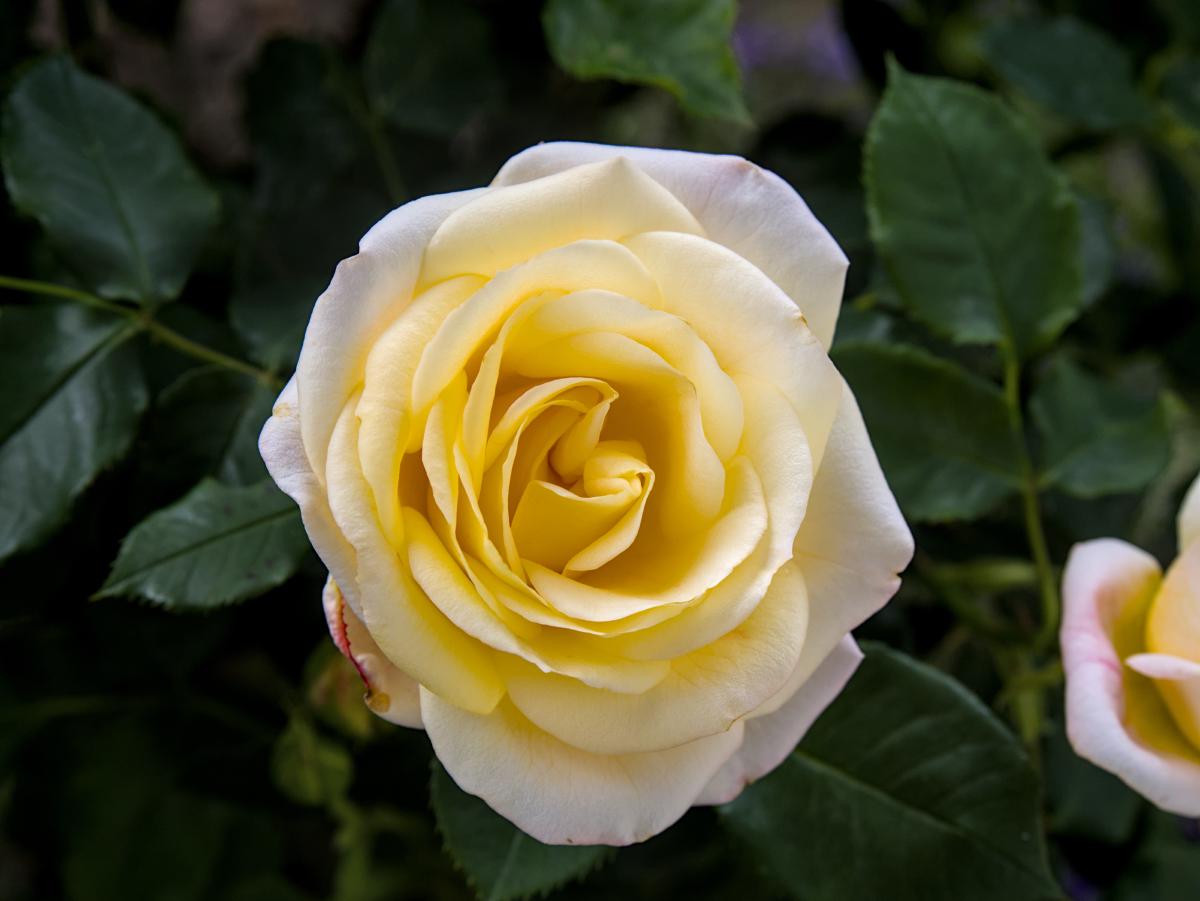 Eine gelbe Rose mit einigen grünen Blättern im Hintergrund.