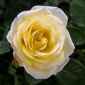 Butter Yellow - A Rose Against Dark Leaves