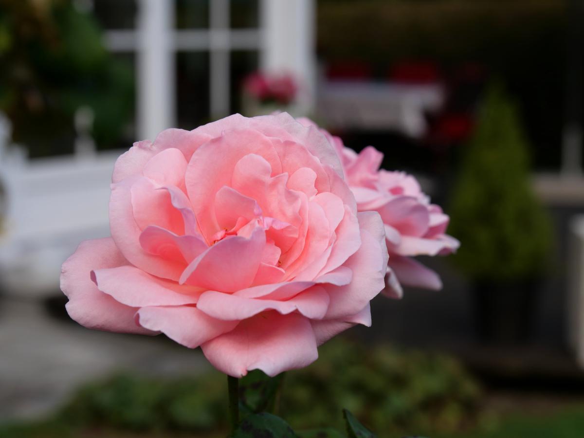Üppige rosa Rosen in Blüte, weich gezeichnet, die eine ruhige und romantische Gartenatmosphäre schaffen.