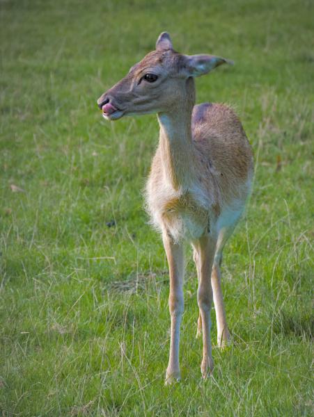 Ein kleines Reh mit heraushängender Zunge, das auf der Wiese steht.