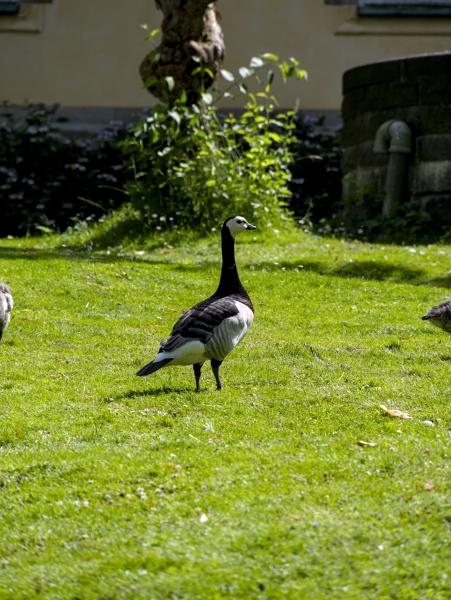 Eine Weißwangengans steht auf einer sonnenbeschienenen Rasenfläche in einem Stockholmer Park, den schwarzen Hals und das weiße Gesicht zur Seite gedreht, dahinter eine Steinmauer und grüne Sträucher.